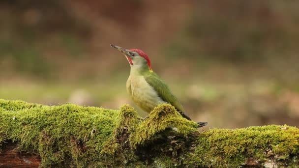 Male Green Woodpecker Searching Food Fallen Oak Tree Last Light — Stock Video