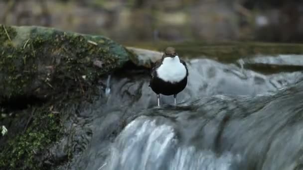 在西班牙北部Len的一条河里 在交配季节里 在太阳升起之前 有一只雄性迪珀在等待雌性迪珀 — 图库视频影像