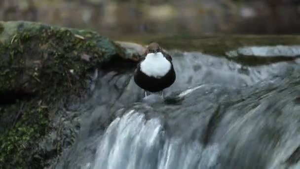 在西班牙北部Len的一条河里 在交配季节里 在太阳升起之前 有一只雄性迪珀在等待雌性迪珀 — 图库视频影像
