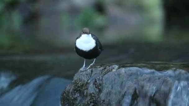 Dipper Male Mating Season Waiting Female Sun Rises River North — Stock Video