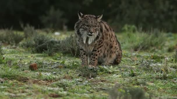 Adult Female Iberian Lynx Sun Rise Mediterranean Forest Cold January — Stock Video