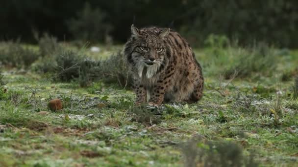 Volwassen Vrouw Iberische Lynx Voor Zon Opkomt Een Mediterraan Bos — Stockvideo