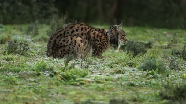 Dospělá Fenka Iberského Lynx Před Východem Slunce Středomořském Lese Chladném — Stock video