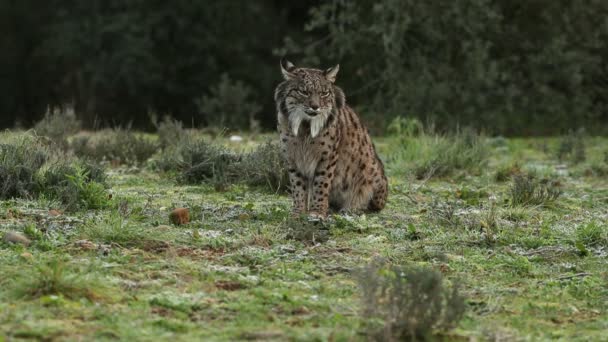 Dospělá Fenka Iberského Lynx Před Východem Slunce Středomořském Lese Chladném — Stock video
