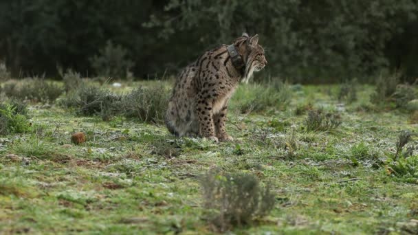 Volwassen Vrouw Iberische Lynx Voor Zon Opkomt Een Mediterraan Bos — Stockvideo