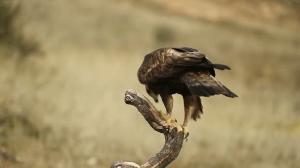 Águila Dorada Masculina Percha Favorita Bosque Mediterráneo Primera Luz Frío — Vídeos de Stock