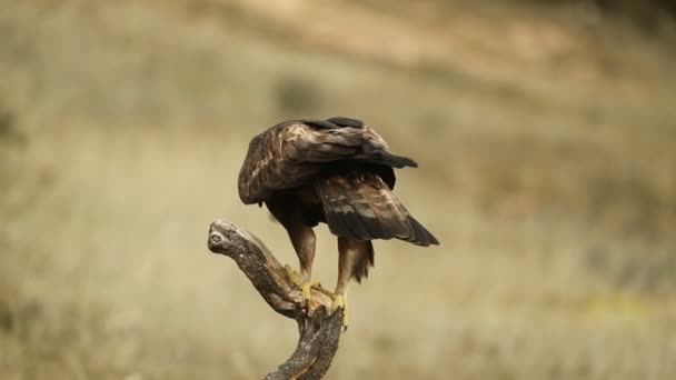 Águila Dorada Masculina Percha Favorita Bosque Mediterráneo Primera Luz Frío — Vídeo de stock