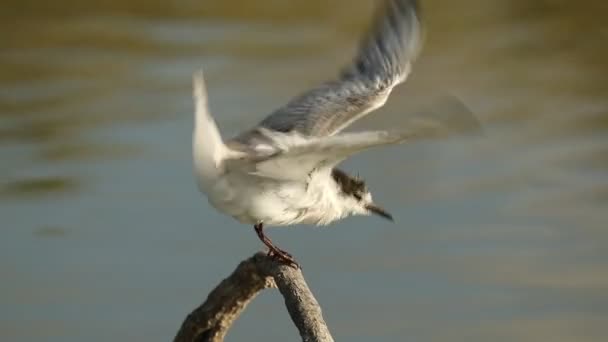 Gull Billed Tern Its Favorite Perch Natural Lagoon Winter Day — Stock Video