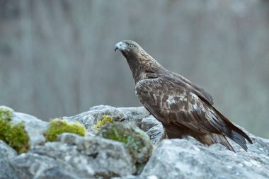 Altın kartal erkek bir dağ manzarasında Avrupa-Sibirya kayın ve meşe ormanıyla bir kış gününün ilk ışıklarıyla