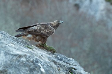 Altın kartal erkek bir dağ manzarasında Avrupa-Sibirya kayın ve meşe ormanıyla bir kış gününün ilk ışıklarıyla
