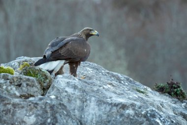 Young female Golden Eagle in a mountain area of a Euro-Siberian oak and beech forest at first light of day clipart
