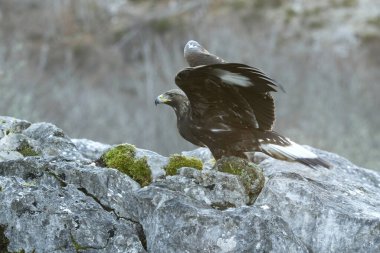 Young female Golden Eagle in a mountain area of a Euro-Siberian oak and beech forest at first light of day clipart