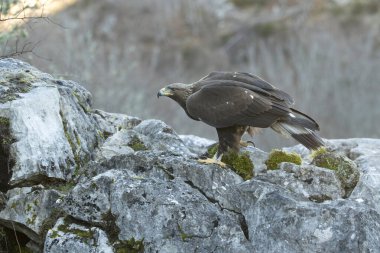 Genç dişi Altın Kartal, günün ilk ışıklarıyla Avrupa-Sibirya meşesi ve kayın ormanının dağ bölgesinde