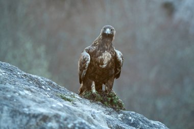 Altın kartal erkek bir dağ manzarasında Avrupa-Sibirya kayın ve meşe ormanıyla bir kış gününün ilk ışıklarıyla