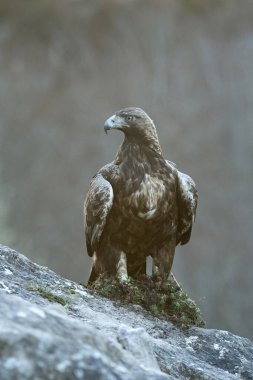 Altın kartal erkek bir dağ manzarasında Avrupa-Sibirya kayın ve meşe ormanıyla bir kış gününün ilk ışıklarıyla