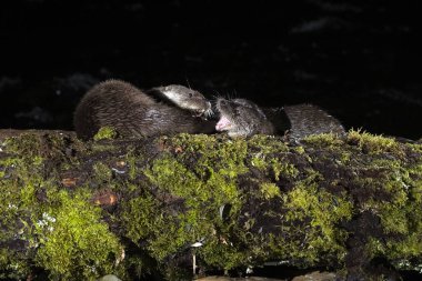 Otters fighting over the remains of a fish in a mountain river in the early evening clipart