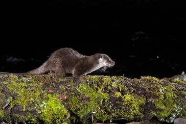 Otter in a mountain river on a cold winter day in a Eurosiberian forest clipart