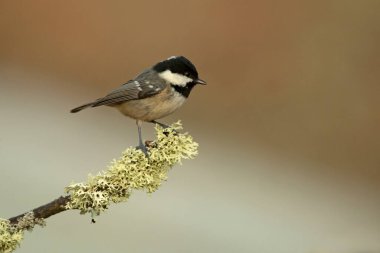 Coal tit in a Euro-Siberian oak and beech forest at first light in the morning