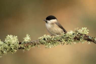 Marsh Tit in a Euro-Siberian oak and beech forest in the first morning light of a cold January day