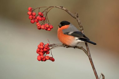 Erkek Avrasya ispinozu, soğuk bir kış gününde, bir meşe ve kayın ormanında gün batımında