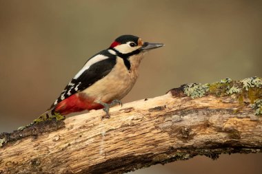 Erkek Büyük Benekli Ağaçkakan Avrupai kayın ve meşe ormanlarında Günün son ışıklarıyla