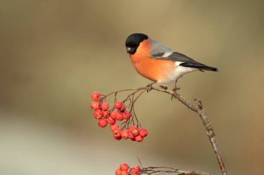 Erkek Avrasya ispinozu, soğuk bir kış gününde, bir meşe ve kayın ormanında gün batımında