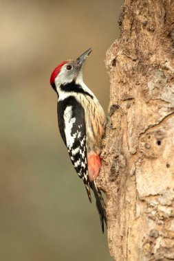 Soğuk bir Ocak gününün ilk sabahında Avrupa meşe ve kayın ormanlarında benekli bir ağaçkakan.