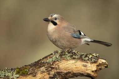 Jay, soğuk bir kış gününde Akdeniz meşe ve çam ormanlarında sabahın ilk ışıklarıyla