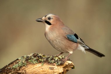 Jay, soğuk bir kış gününde Akdeniz meşe ve çam ormanlarında sabahın ilk ışıklarıyla