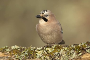 Jay, soğuk bir kış gününde Akdeniz meşe ve çam ormanlarında sabahın ilk ışıklarıyla