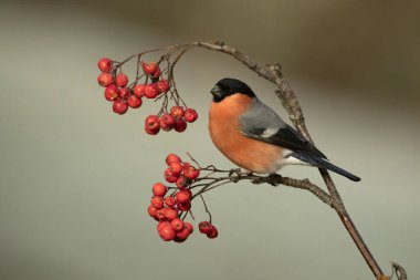Erkek Avrasya ispinozu, soğuk bir kış gününde, bir meşe ve kayın ormanında gün batımında