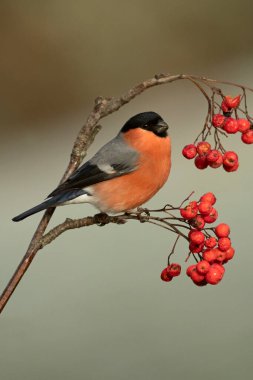 Erkek Avrasya ispinozu, soğuk bir kış gününde, bir meşe ve kayın ormanında gün batımında