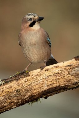 Jay, soğuk bir kış gününde Akdeniz meşe ve çam ormanlarında sabahın ilk ışıklarıyla