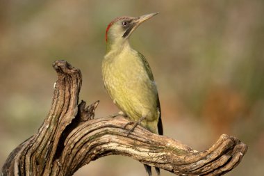 Avro-Sibirya kayın ve meşe ormanlarındaki yeşil ağaçkakan kadın. Günün son ışıklarıyla birlikte.