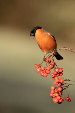 Avrasya ispinozu erkeği günün ilk ışıklarıyla meşe, kayın ve çam ağaçlarından oluşan bir Avrupa ormanında