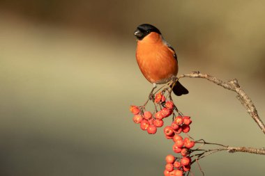 Avrasya ispinozu erkeği günün ilk ışıklarıyla meşe, kayın ve çam ağaçlarından oluşan bir Avrupa ormanında