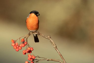 Avrasya ispinozu erkeği günün ilk ışıklarıyla meşe, kayın ve çam ağaçlarından oluşan bir Avrupa ormanında