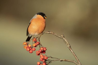 Avrasya ispinozu erkeği günün ilk ışıklarıyla meşe, kayın ve çam ağaçlarından oluşan bir Avrupa ormanında