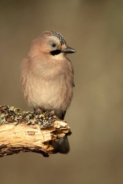 Jay, soğuk bir kış gününde Akdeniz meşe ve çam ormanlarında sabahın ilk ışıklarıyla