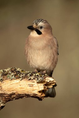 Jay, soğuk bir kış gününde Akdeniz meşe ve çam ormanlarında sabahın ilk ışıklarıyla
