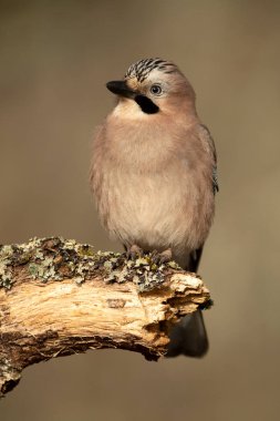 Jay, soğuk bir kış gününde Akdeniz meşe ve çam ormanlarında sabahın ilk ışıklarıyla