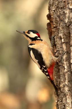 Erkek Büyük Benekli Ağaçkakan Avrupai kayın ve meşe ormanlarında Günün son ışıklarıyla