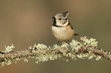 Crested tit in a Mediterranean oak and pine forest at first light of day