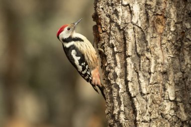 Avrupa-Sibirya kayın ve meşe ormanlarının ortasında bir ağaçkakan kışın ilk ışıklarıyla