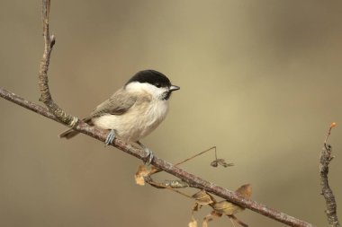 Marsh tit in a Euro-Siberian forest of oak, beech and pine with the last light of the afternoon