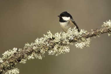 Coal tit in a Euro-Siberian oak and beech forest at first light in the morning