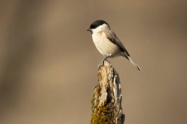 Marsh tit in a Euro-Siberian forest of oak, beech and pine with the last light of the afternoon