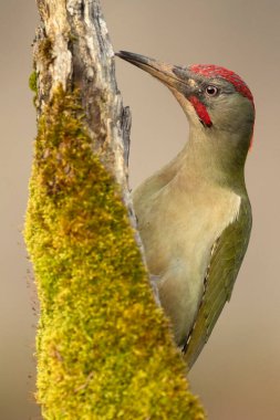 Avrupa-Sibirya meşe ve meşe ormanlarından oluşan bir kayın ağacının gövdesinde günün son ışıklarıyla yetişkin bir erkek yeşil ağaçkakan.
