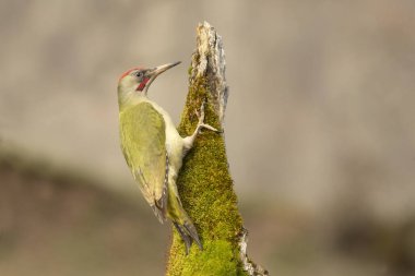 Avrupa-Sibirya meşe ve meşe ormanlarından oluşan bir kayın ağacının gövdesinde günün son ışıklarıyla yetişkin bir erkek yeşil ağaçkakan.