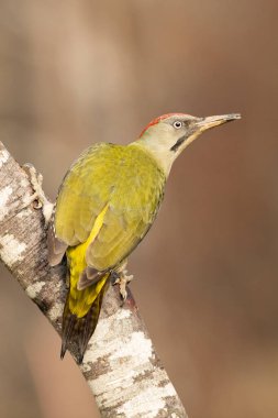Avrupa-Sibirya meşe, kayın ve çamlardan oluşan bir ormandaki kayın ağacının gövdesinde günün son ışıklarıyla yeşil ağaçkakan kadın.